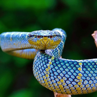 Blue & yellow snake